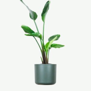 plants ecommerce product featured img 4